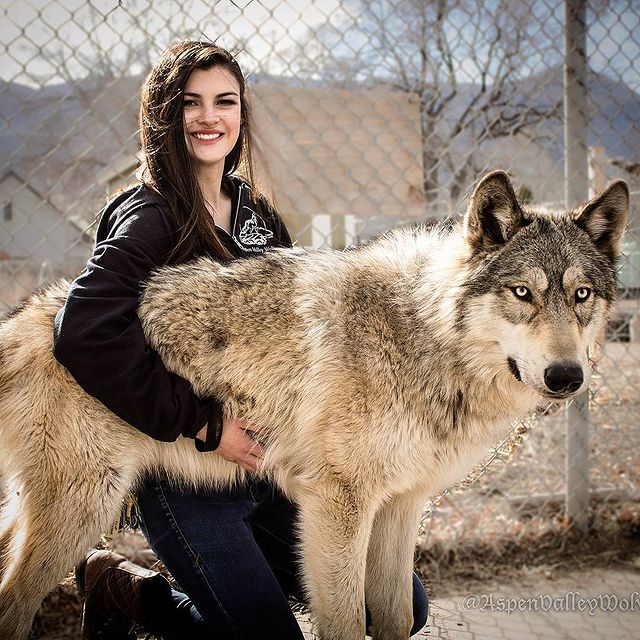 Aspen Valley Wolves
